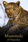 Mammals of Namibia Book Cover