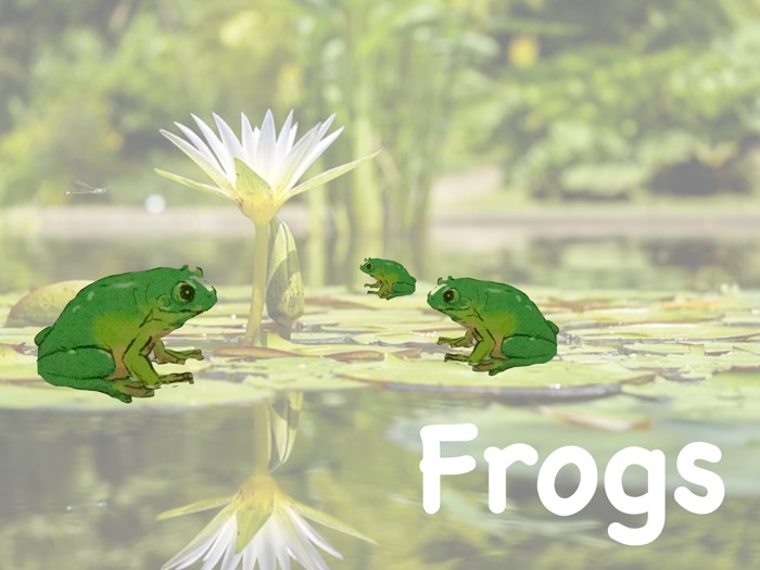 Frogs -Caroline