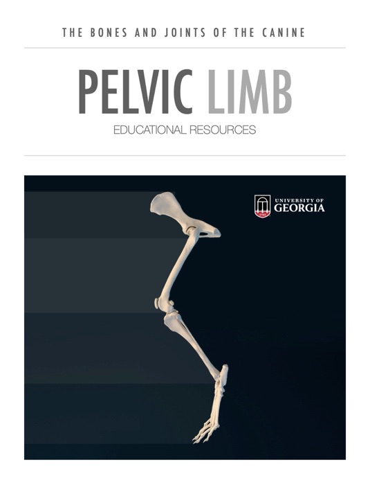 Pelvic Limb