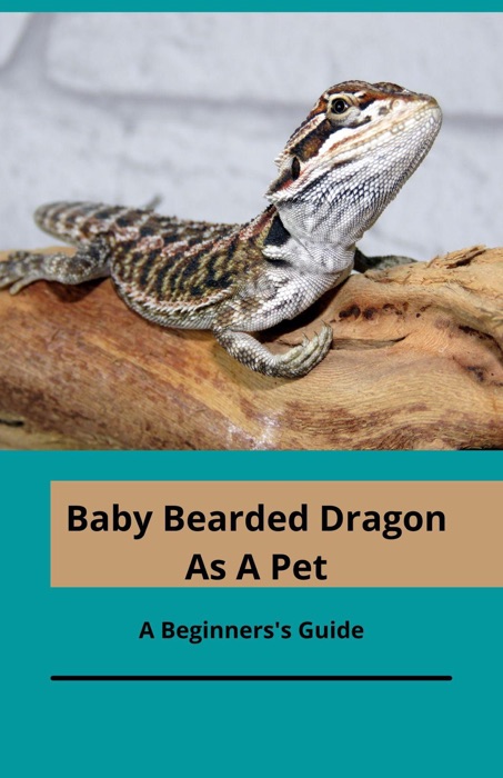 Bearded Baby As A Pet; A Beginner's Guide