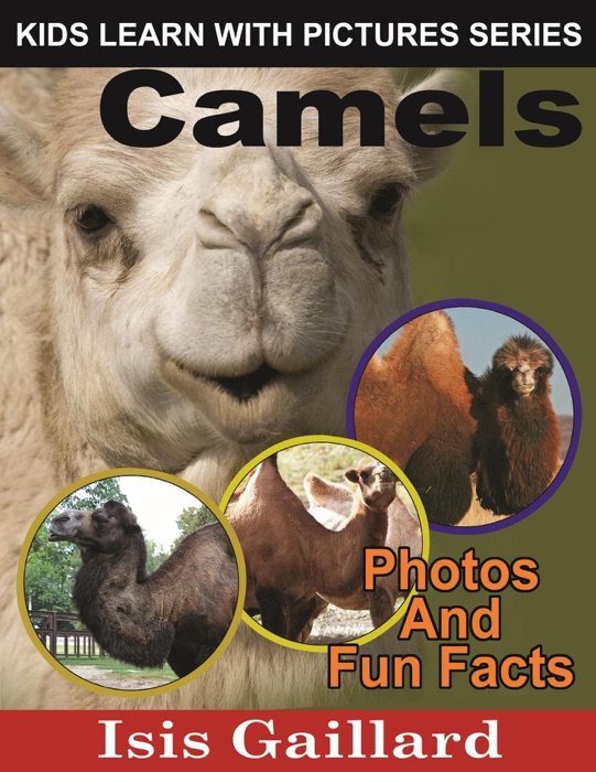 Camels Photos and Fun Facts for Kids
