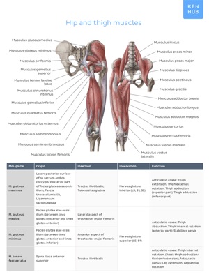 ‎Lower Limb: Muscle Charts on Apple Books