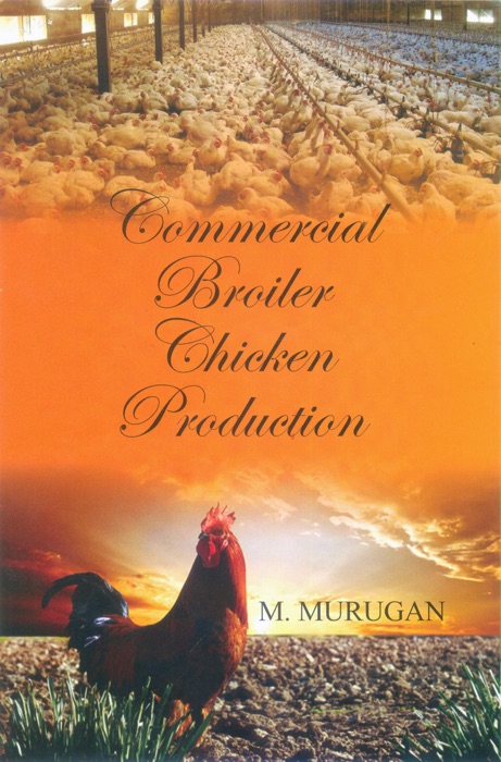 Commercial Broiler Chicken Production