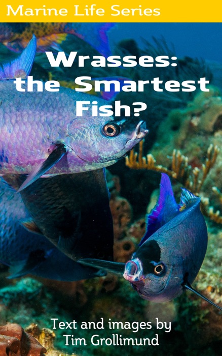 Wrasses: the Smartest Fish?