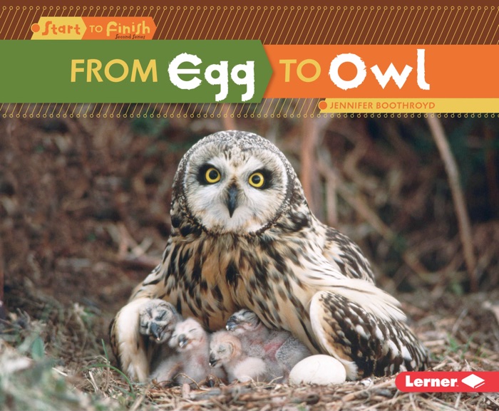 From Egg to Owl