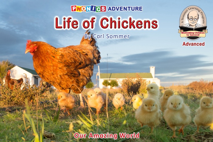 Life of Chickens