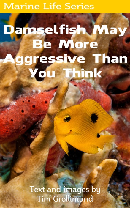 Damselfish May Be More Aggressive Than You Think