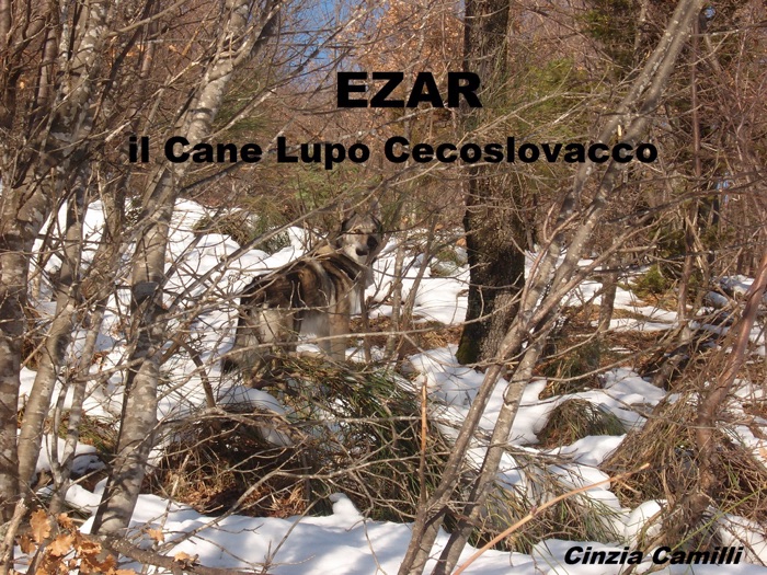 EZAR il Cane Lupo Cecoslovacco