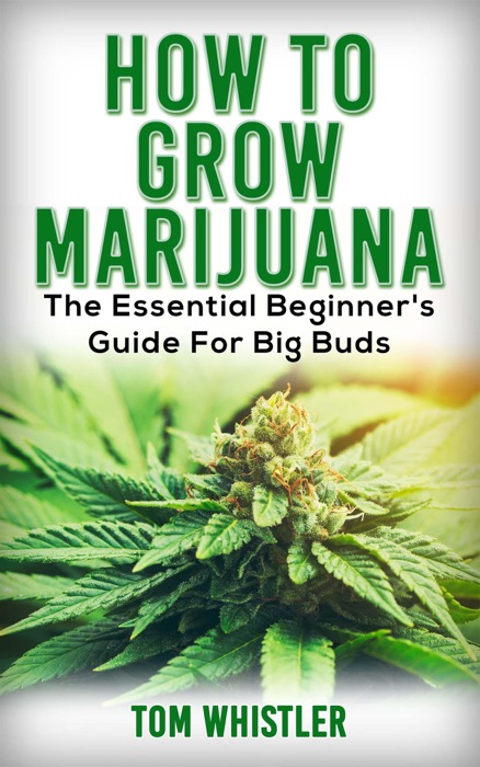 How to Grow Marijuana : The Essential Beginner’s Guide for Big Buds