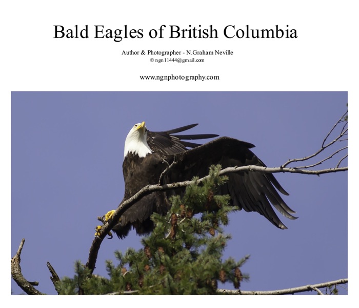 Bald Eagles of British Columbia