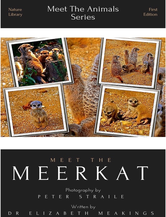 MEET THE MEERKAT