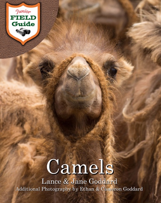 Camels