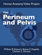 Male Perinuem and Pelvis Male Perinuem and Pelvis