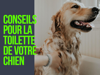 Conseils pour la toilette de votre chien - Franck Frangolacci