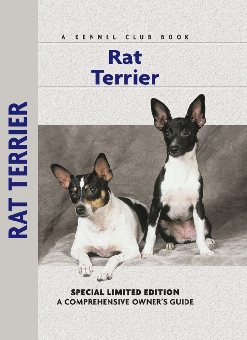 Rat Terrier