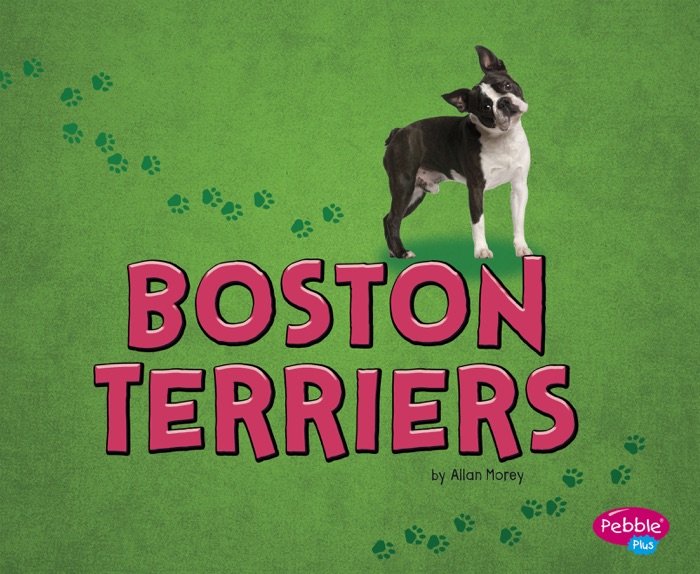 Boston Terriers