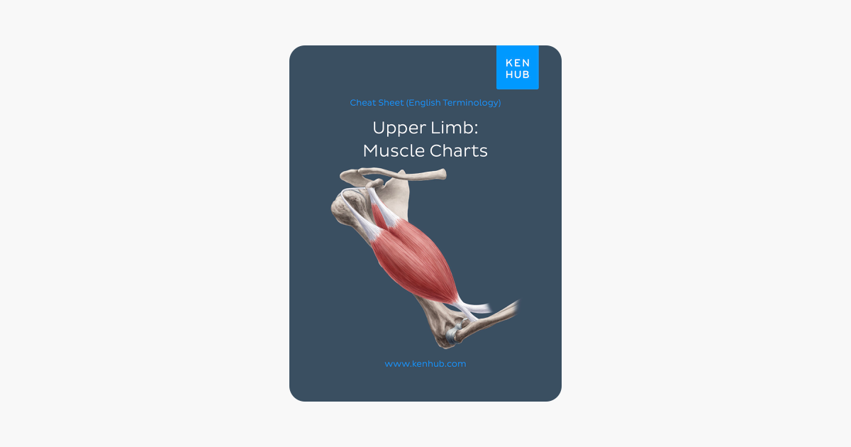 ‎Upper Limb: Muscle Charts on Apple Books