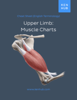 Kenhub - Upper Limb: Muscle Charts artwork