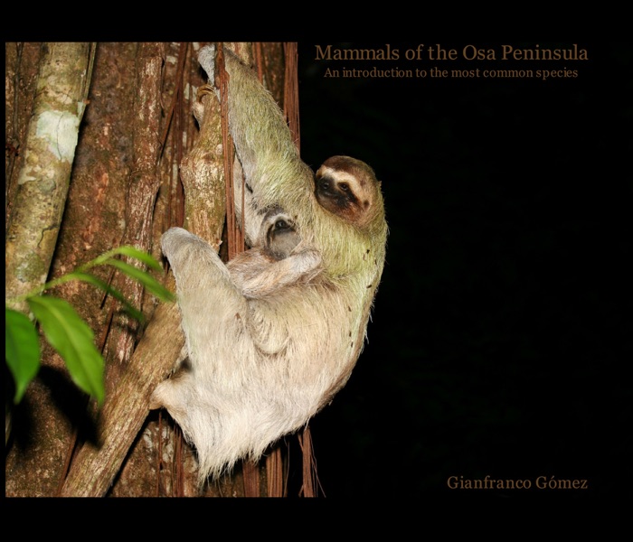 Mammals of the Osa Peninsula