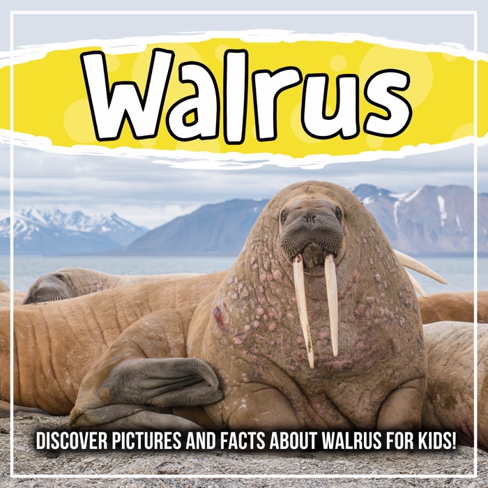 Walrus: Discover Pictures and Facts About Walrus For Kids!