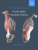 Trunk wall: Muscle Charts - Kenhub