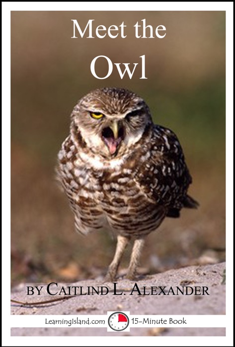 Meet the Owl