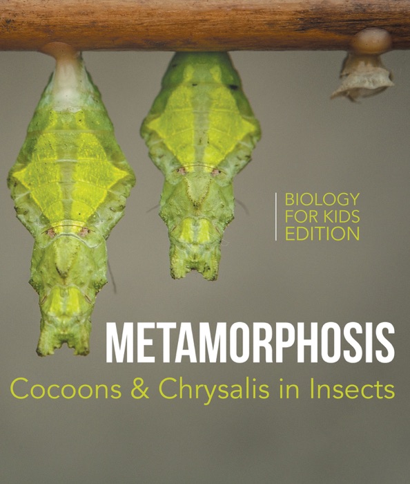 Metamorphosis: Cocoons & Chrysalis in Insects  Biology for Kids Edition