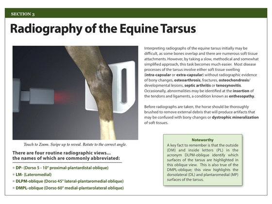 ‎Anatomy and Radiography of the Equine Tarsus on Apple Books
