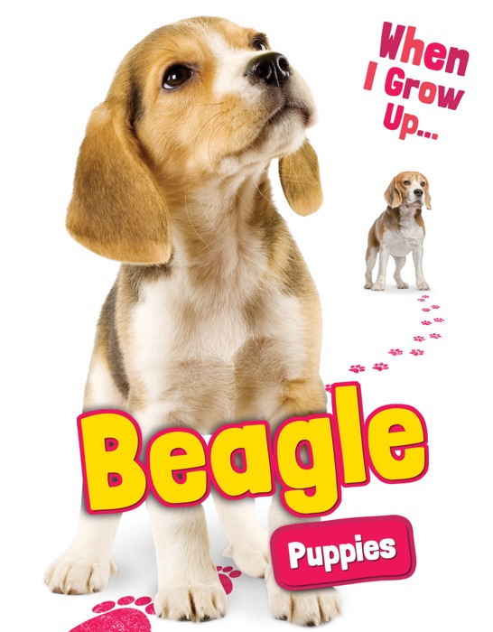 Beagle Puppies