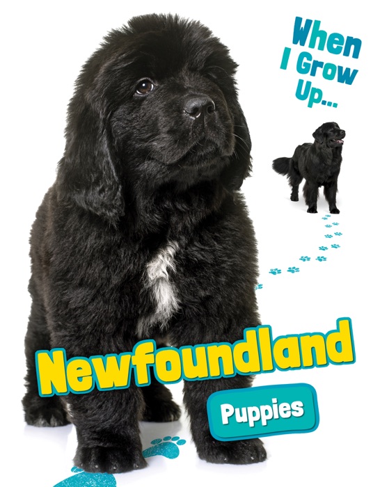 Newfoundland Puppies
