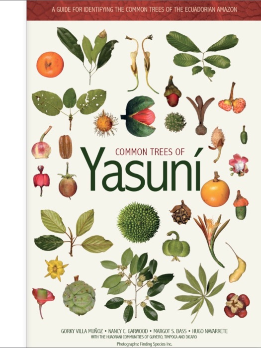 Common Trees of Yasuní