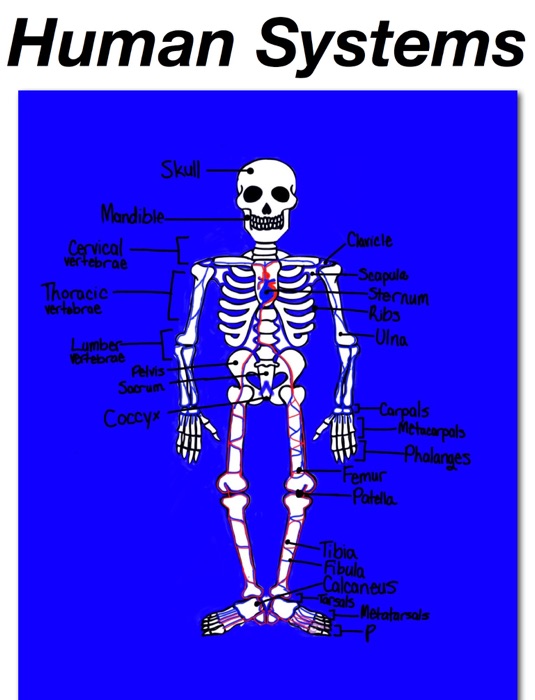 Human Systems (The Body)