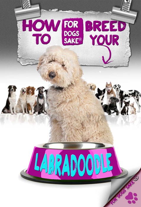 How to Breed Your Labradoodle