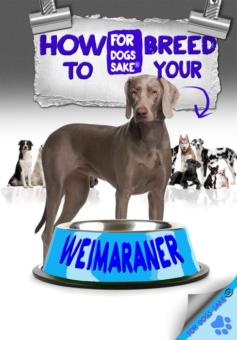 How to Breed Your Weimaraner