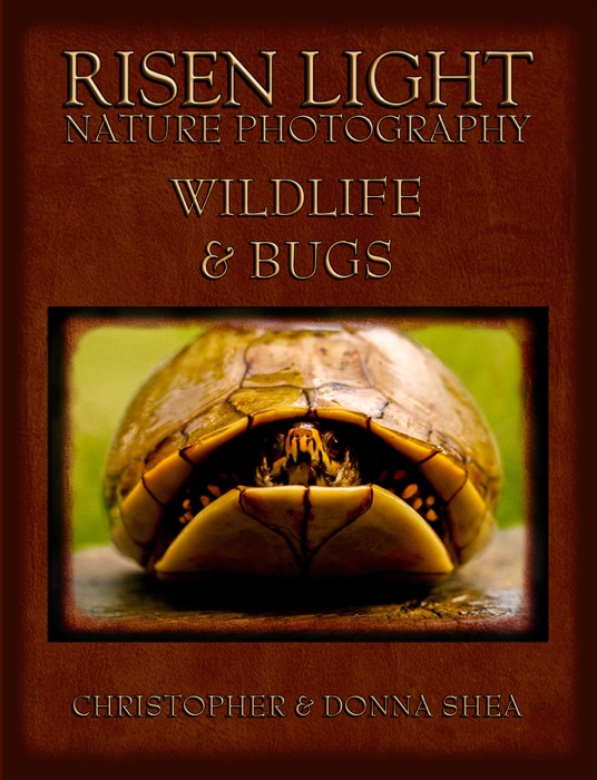 Risen Light Nature Photography of Wildlife & Bugs