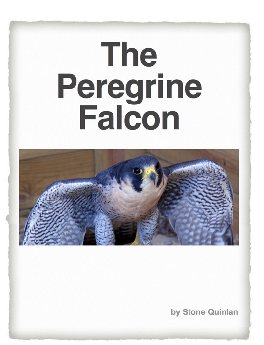 The Peregrine Falcon