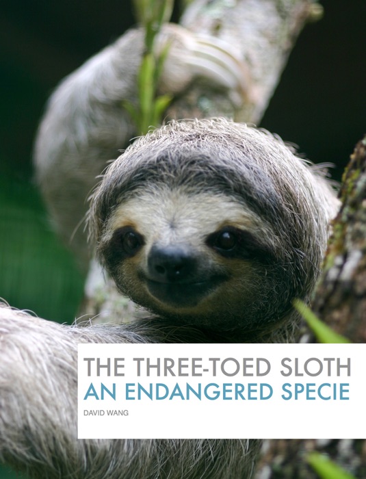 Endangered Species: The Three-Toed Sloth