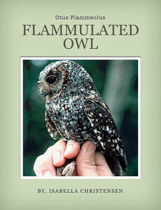 Flammulated Owl