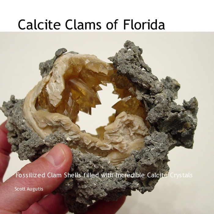 Calcite Clams of Florida