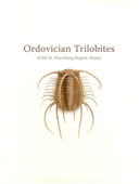 Ordovician Trilobites - V. Klikushin