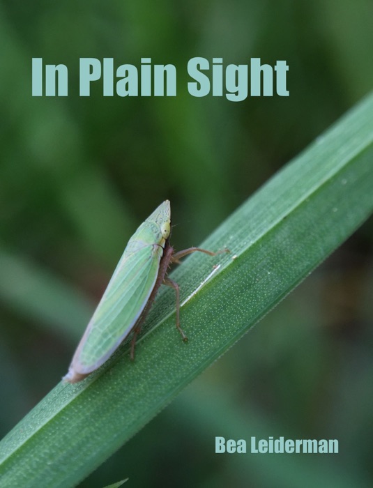 In Plain Sight