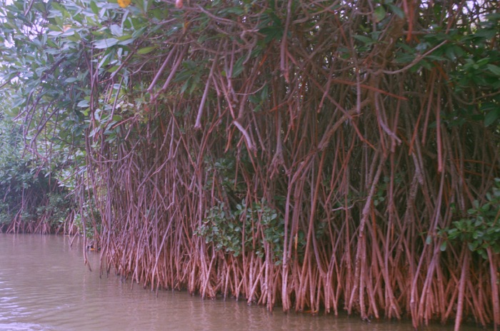 Mangrove Forests