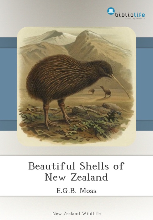 Beautiful Shells of New Zealand