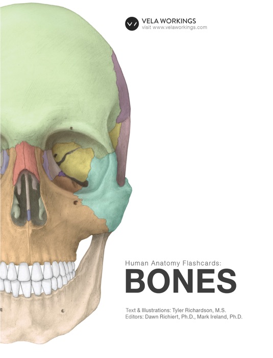 Human Anatomy Flashcards: BONES