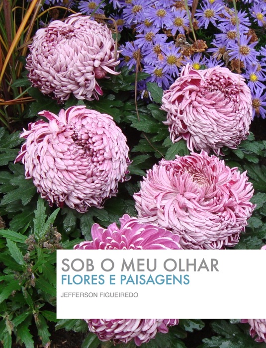 Sob o meu olhar