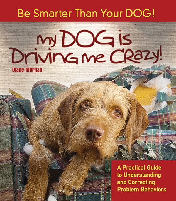 My Dog Is Driving Me Crazy!