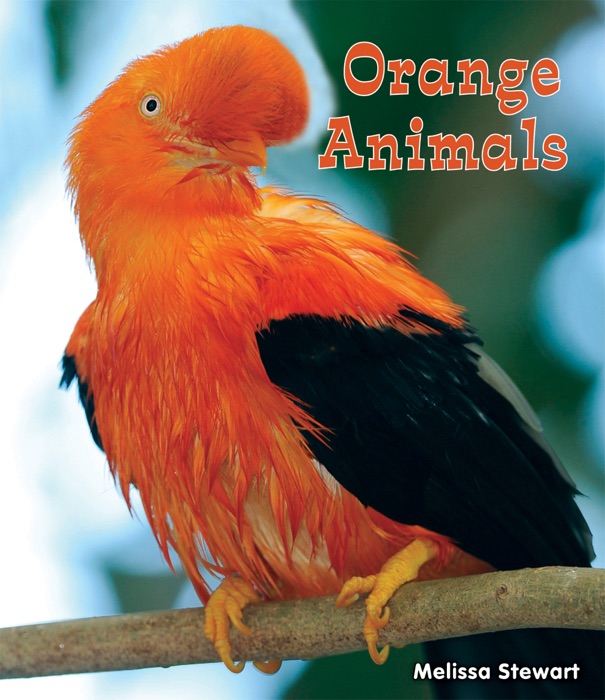 Orange Animals