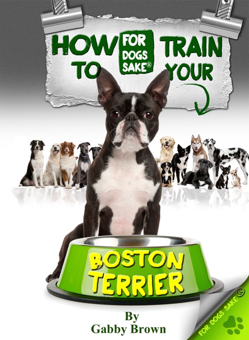 How to Train Your Boston Terrier