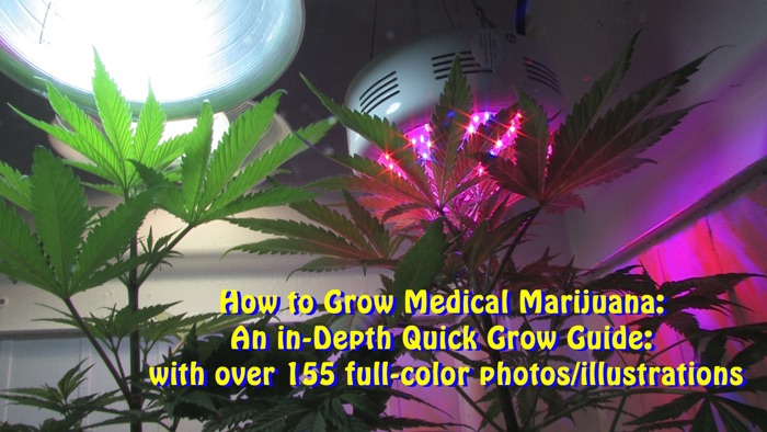 How to Grow Medical Marijuana: An in-Depth Quick Grow Guide