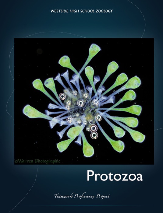 Protozoa